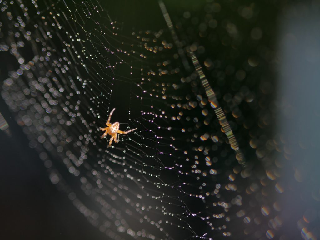 web crawler on large web